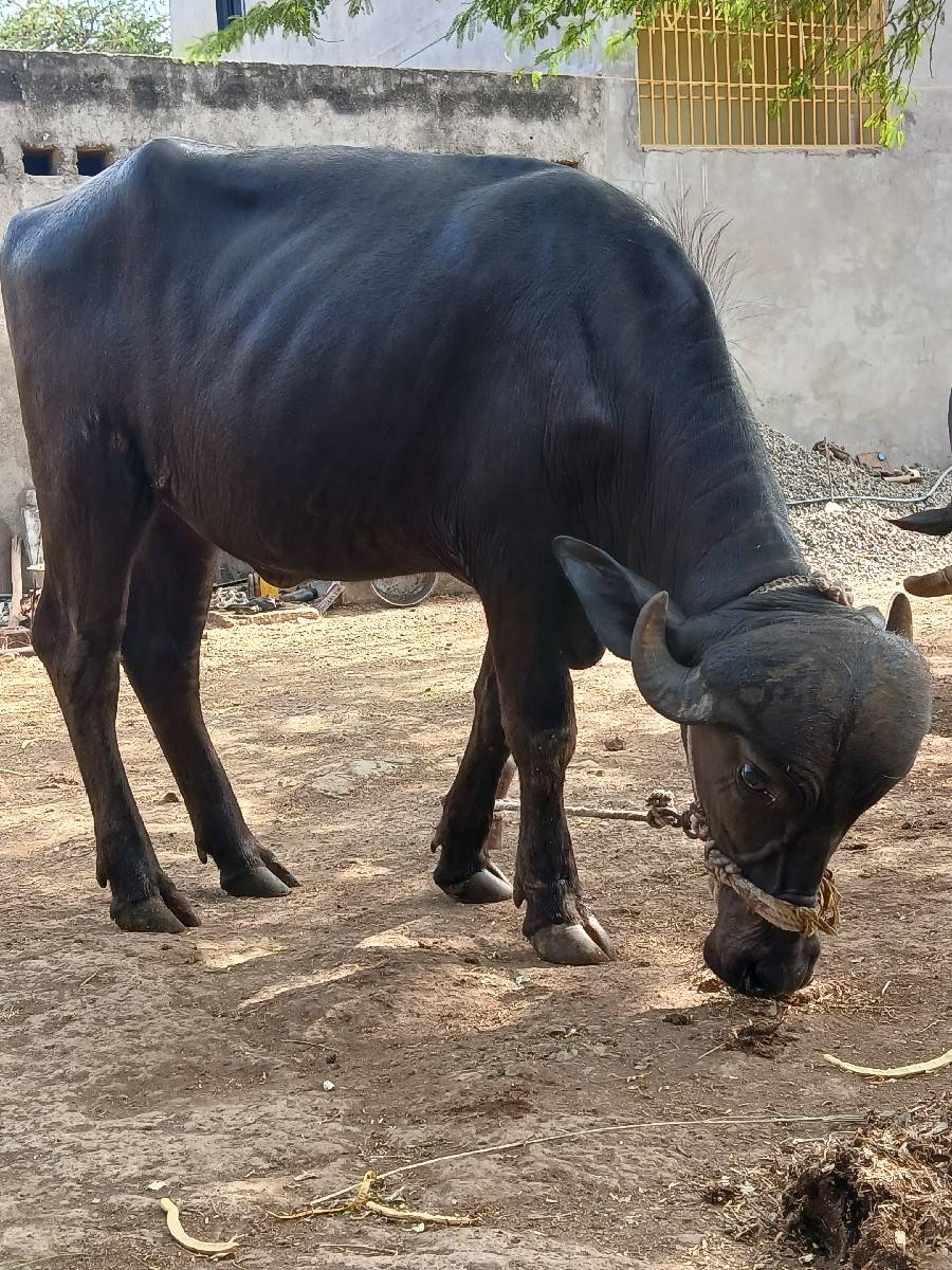 ખડાય