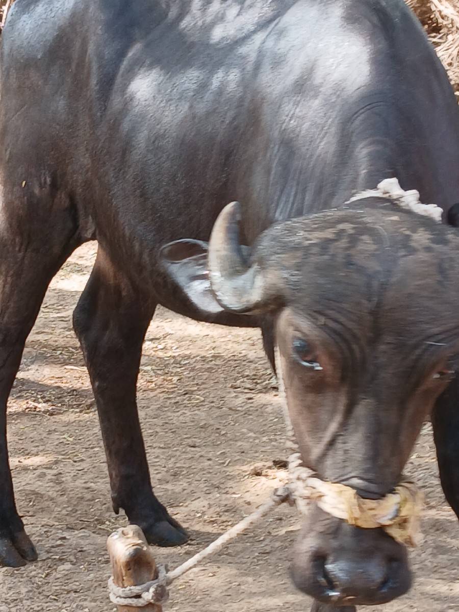 ખડાય
