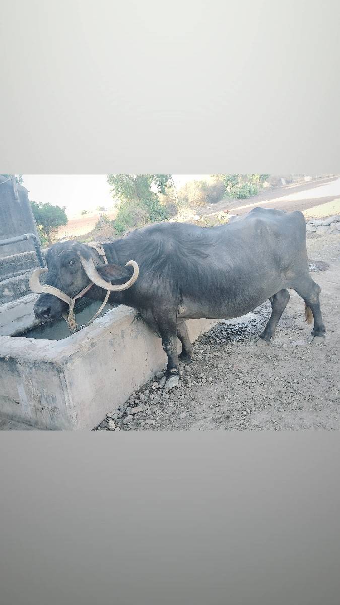 ભેચ વેચવાની છે. 
સાત લીટર ડુઘ
