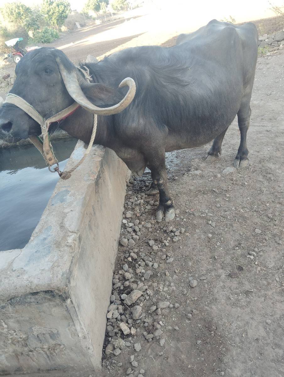 ભેચ વેચવાની છે. 
સાત લીટર ડુઘ