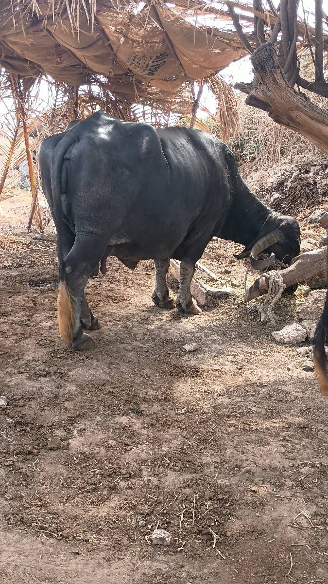 ભેંસ વેચવાની છે