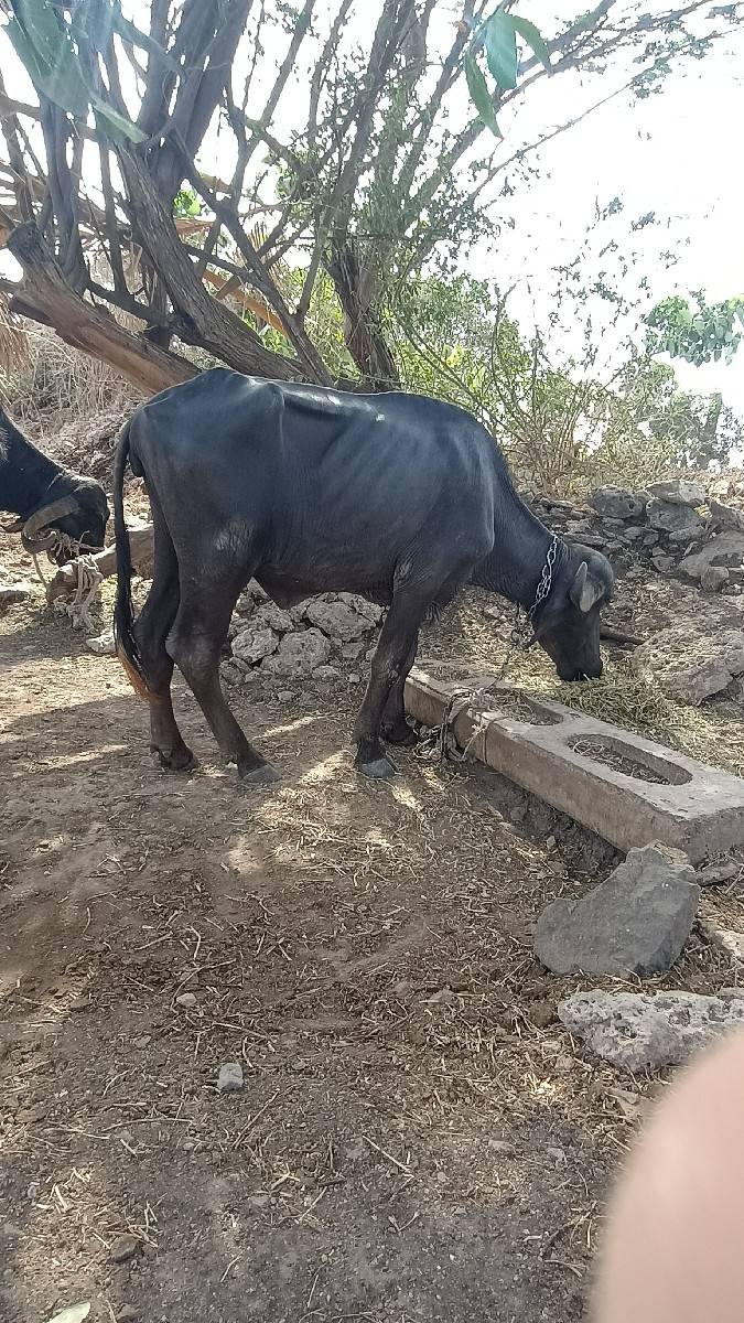 ભેંસ વેચવાની છે