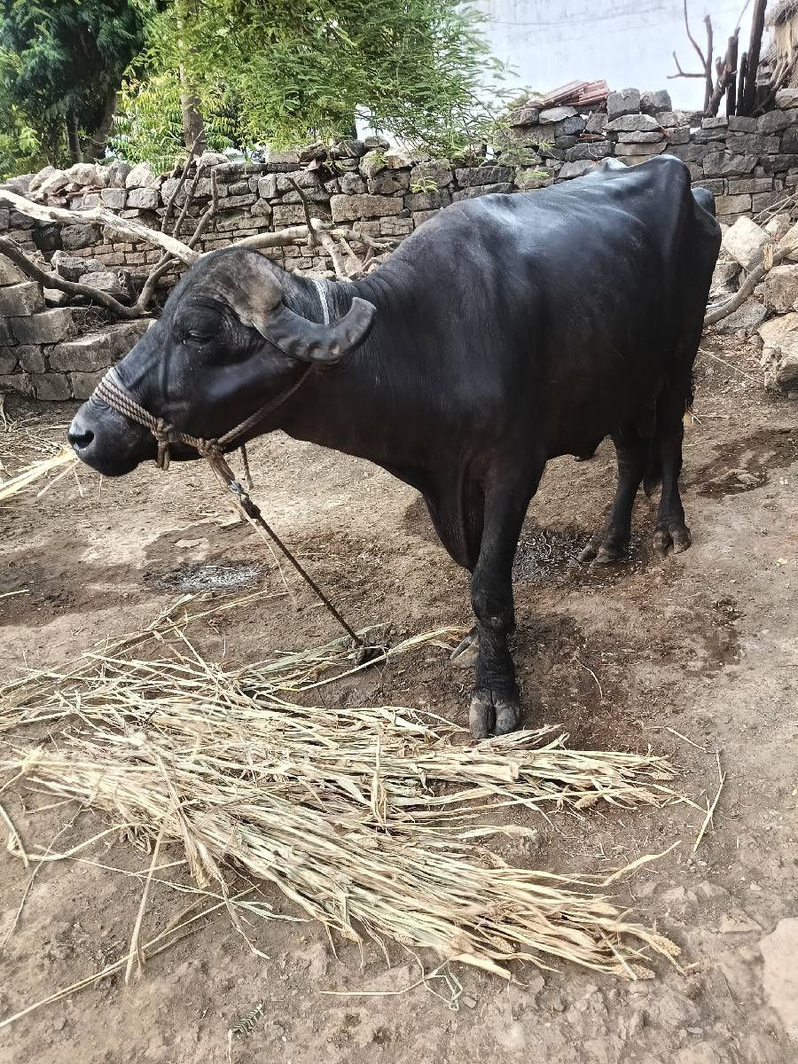ભેંસ વેચવાની