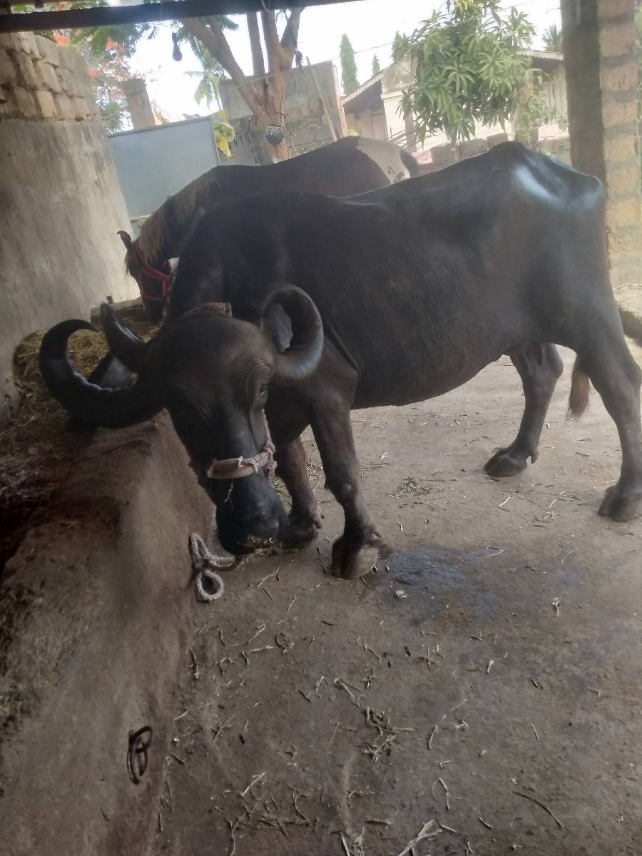 ભેંસ વેચવાની છે