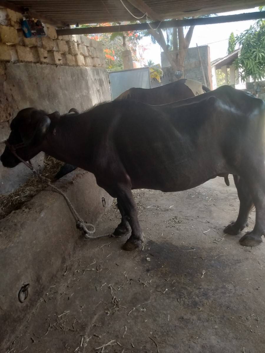 ભેંસ વેચવાની છે