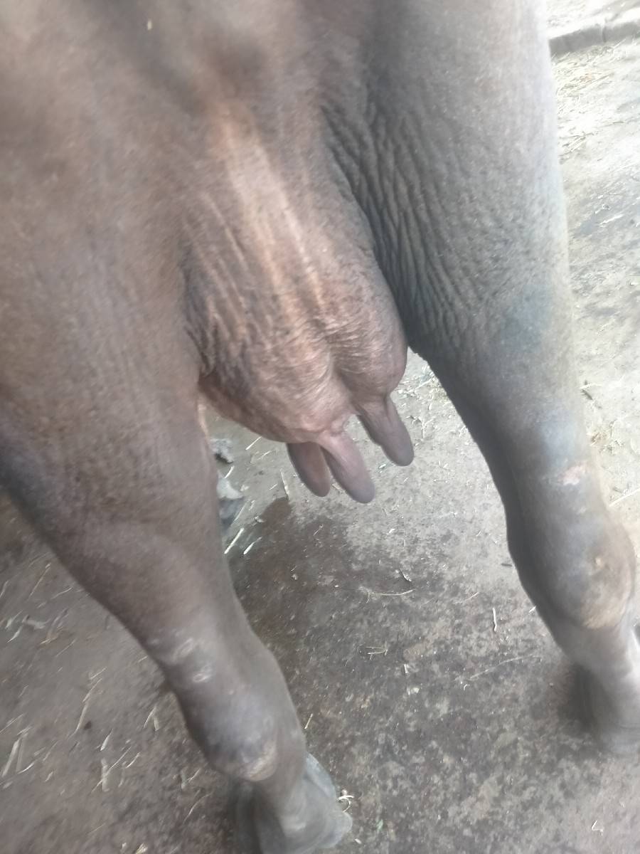 ભેંસ વેચવાની છે