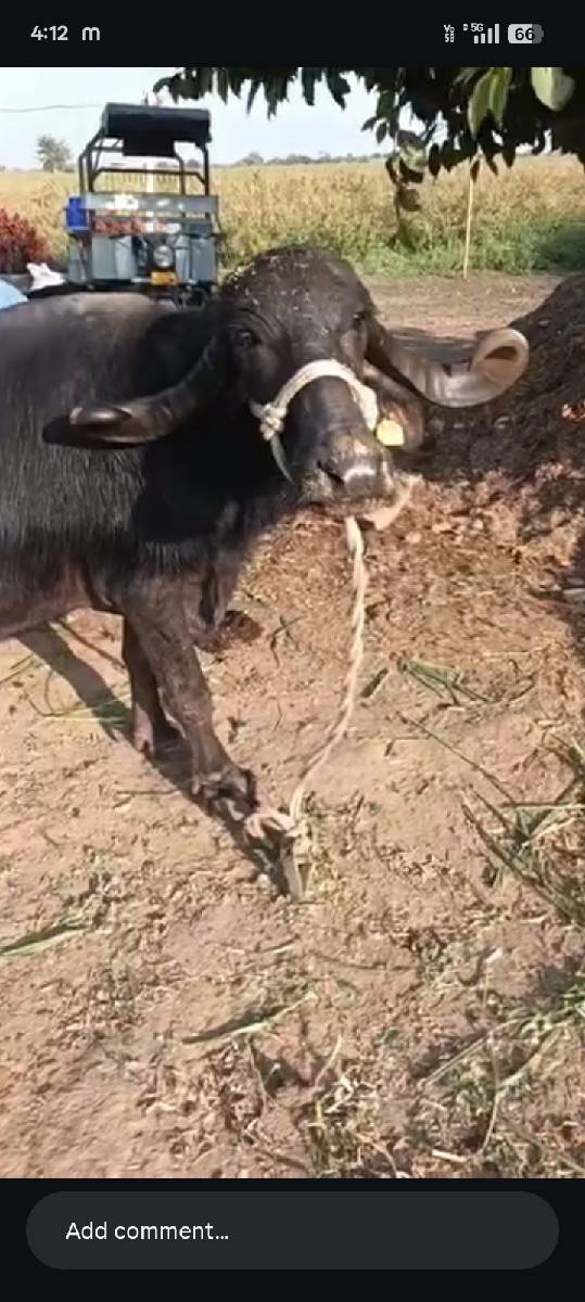 , હા ભેસ વેચવાનીસે