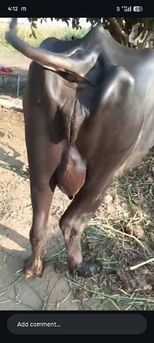 , હા ભેસ વેચવાનીસે