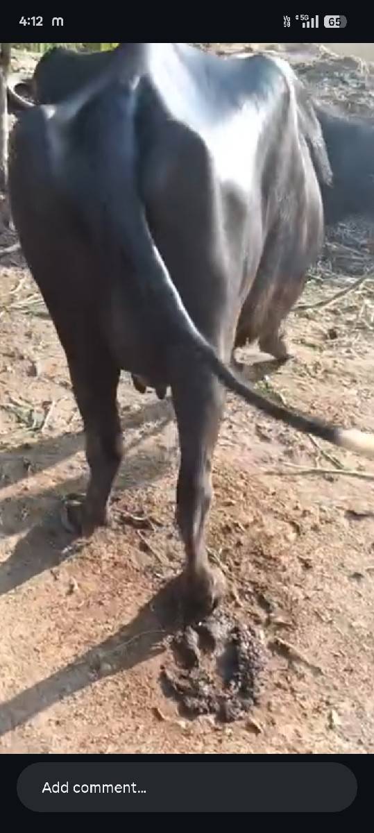 , હા ભેસ વેચવાનીસે