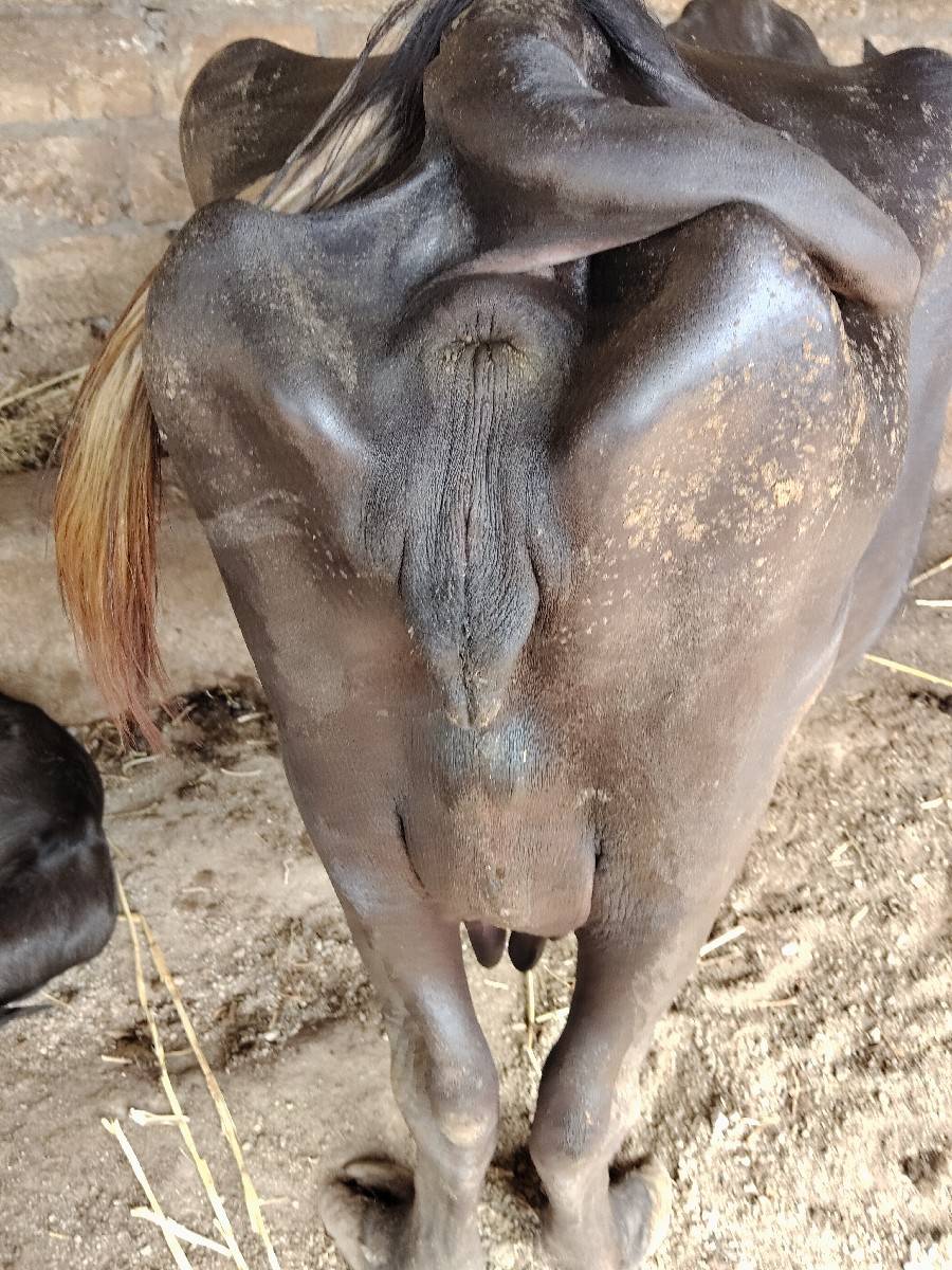 ભેંસ વેચવાની છે,