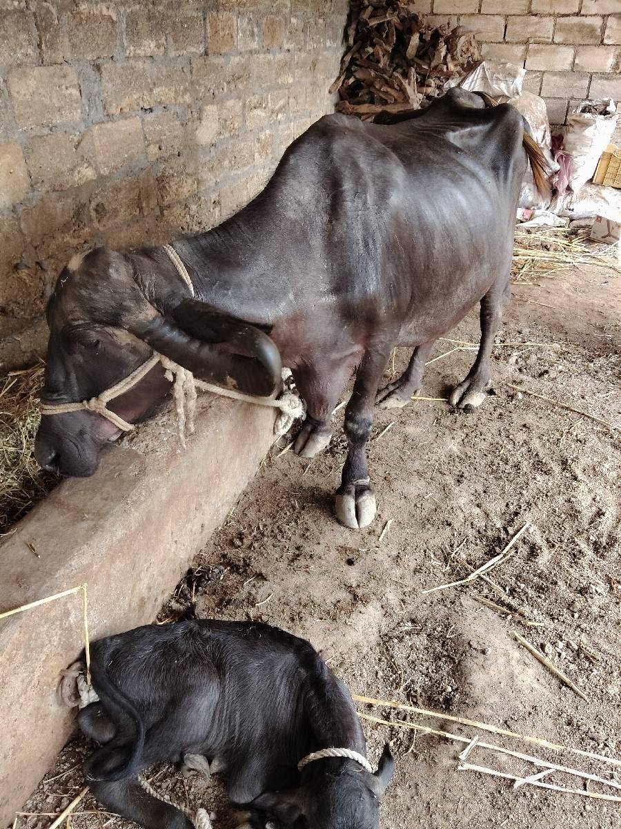 ભેંસ વેચવાની છે,