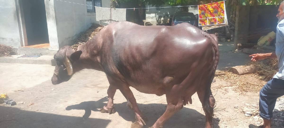 ભેંસ વેચવાની છે જાફરાબાદી