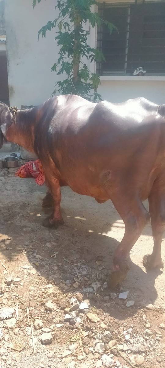 ભેંસ વેચવાની છે જાફરાબાદી