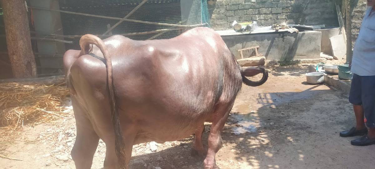 ભેંસ વેચવાની છે જાફરાબાદી