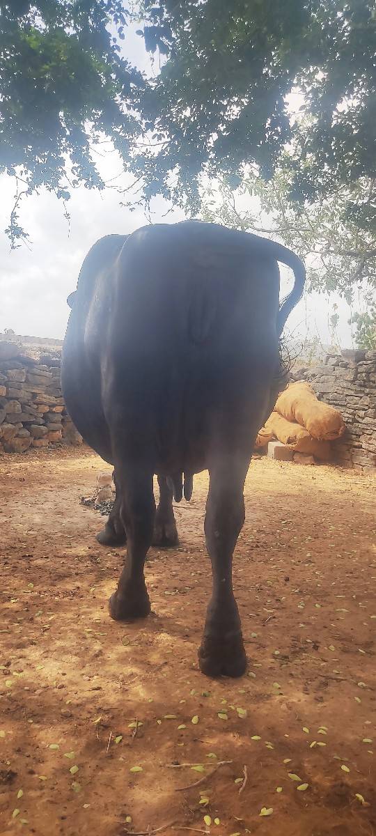 10 ્ 15 દિવસ નીઈ વાર છે