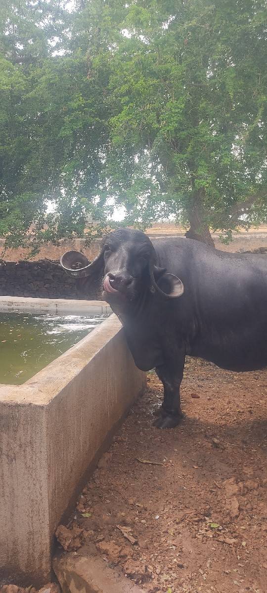 10 ્ 15 દિવસ નીઈ વાર છે