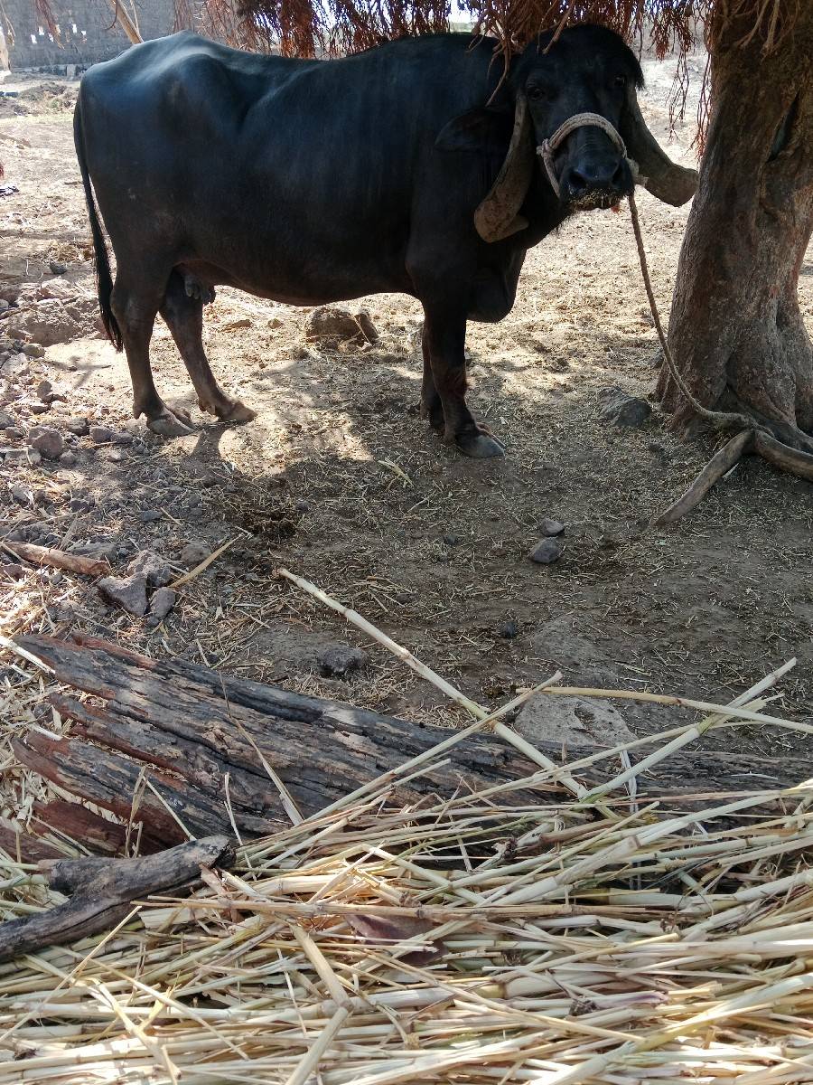 ભેંસ વેચવાની છે