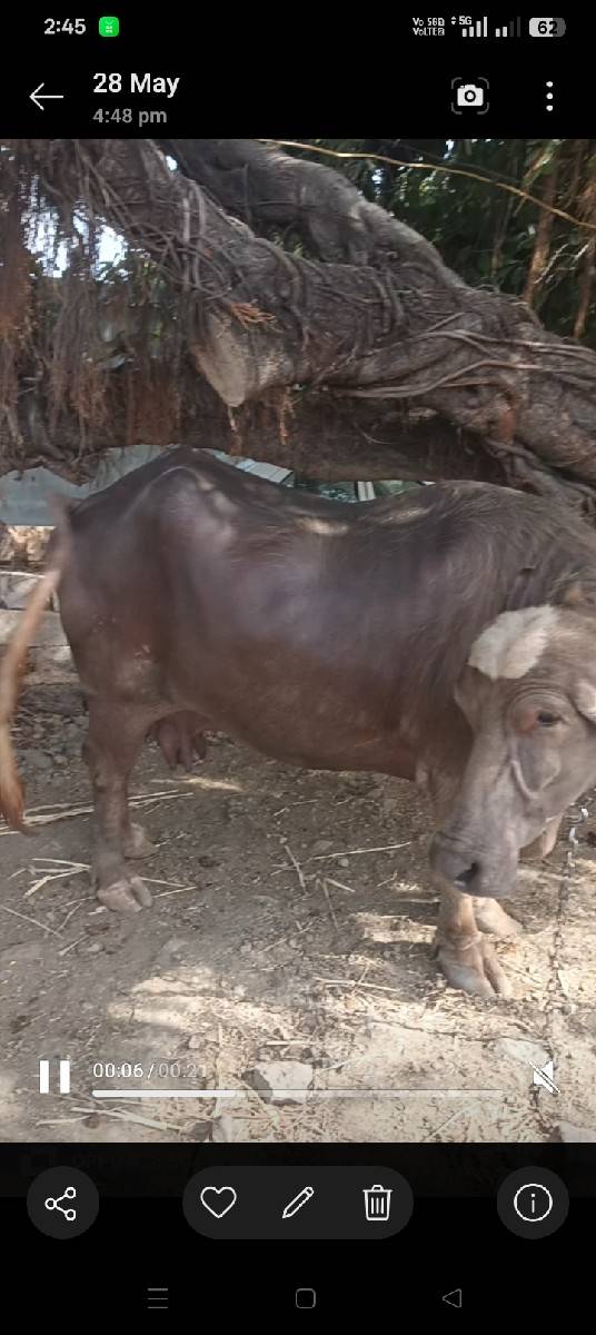 ભુરી 3વૈતર
