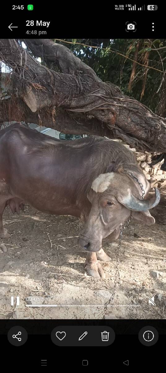 ભુરી 3વૈતર