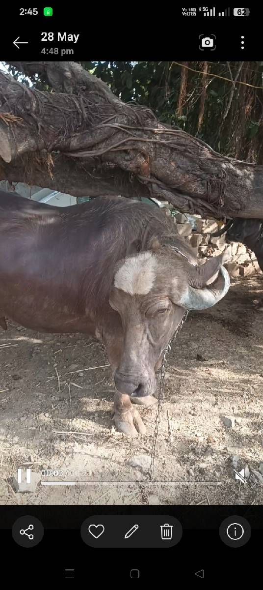ભુરી 3વૈતર