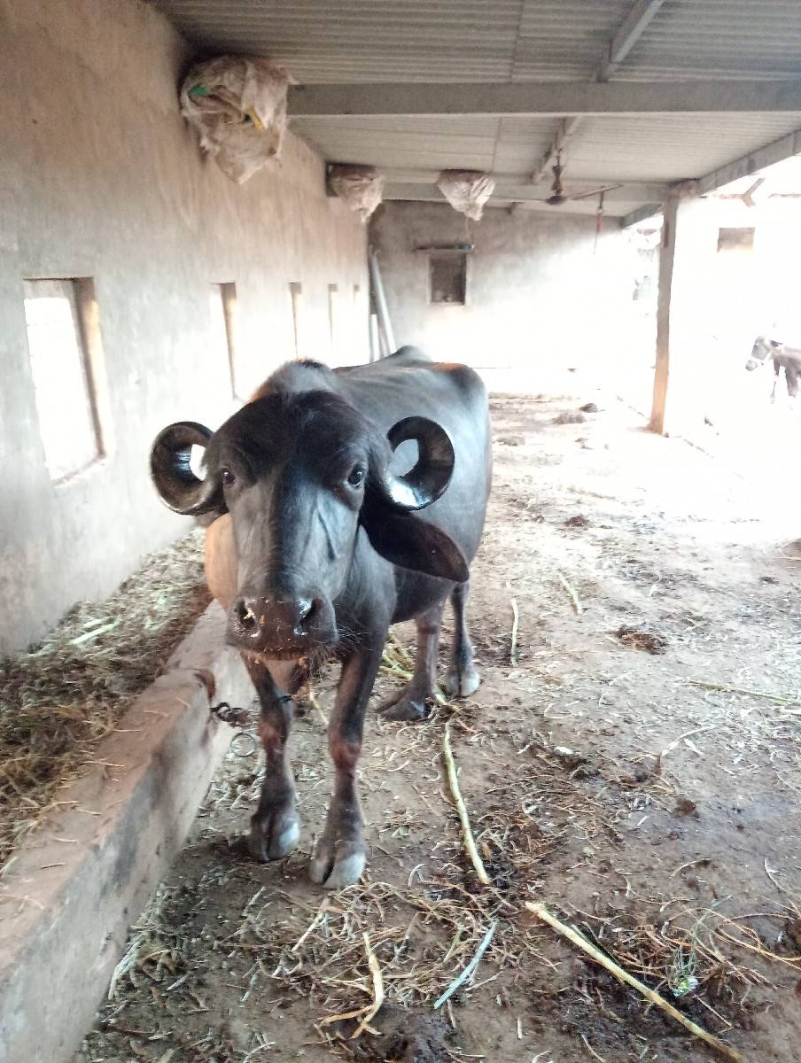 ખડેલી વેચવાની છે