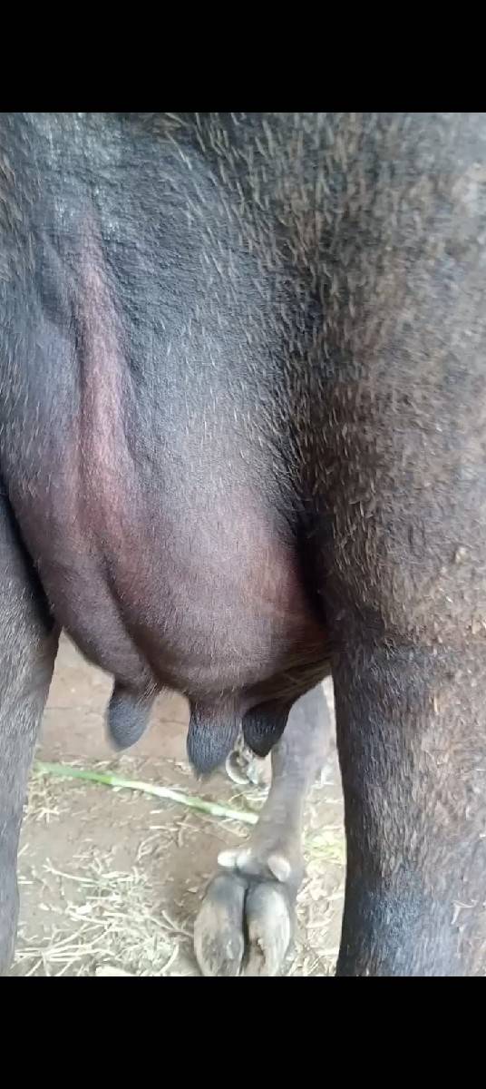 ખડેલી વેચવાની છે