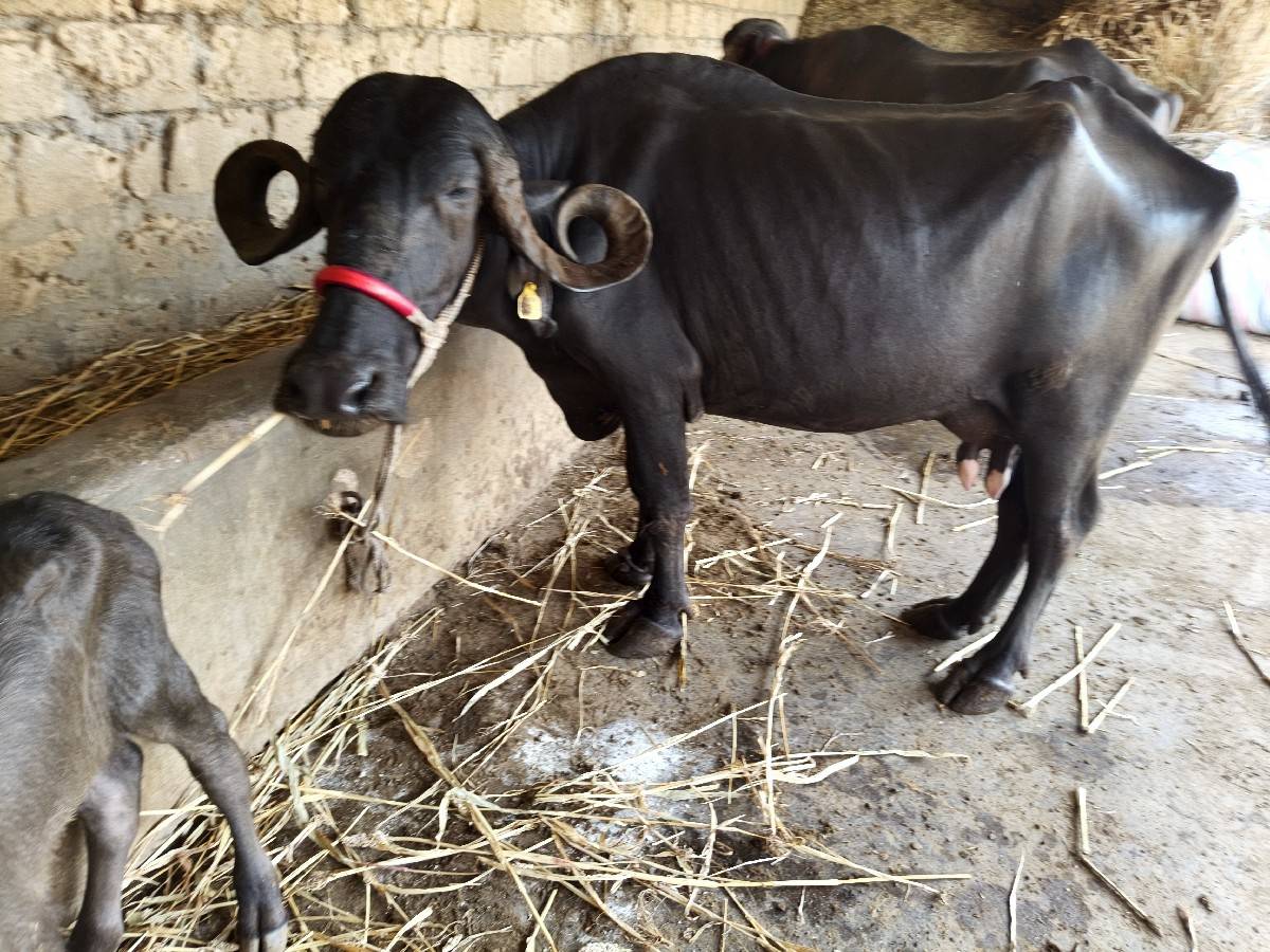 સાડા પાંચ લીટર દૂધ બાર દિવસની