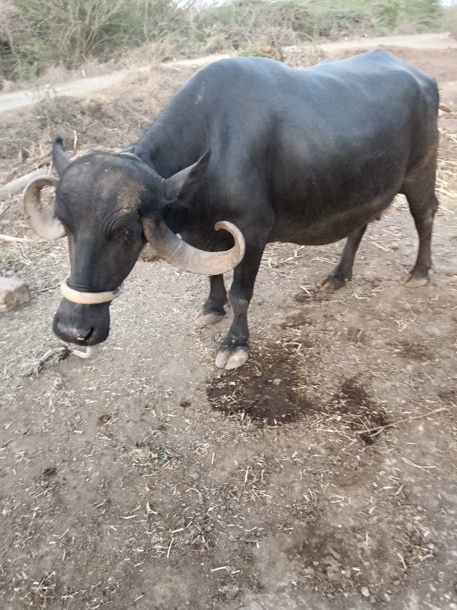 ભેશ.વેશવાનીછે