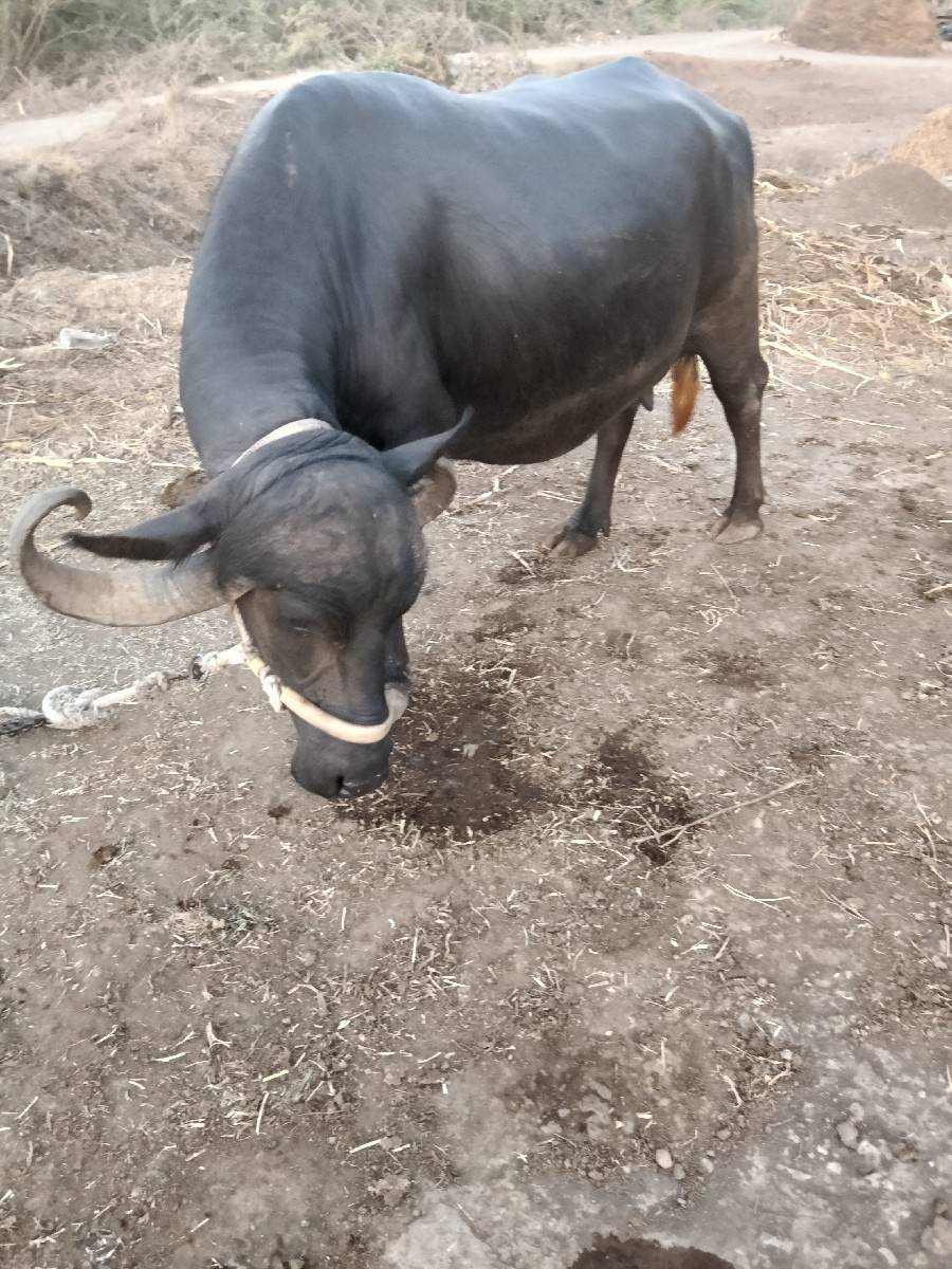 ભેશ.વેશવાનીછે