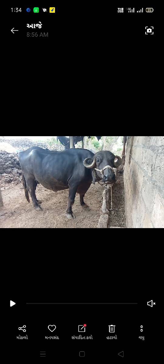 ભેંસ વેચવાની છે 9:30 ગાભણછે