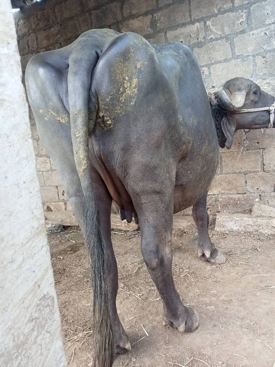 ભેંસ વેચવાની છે 9:30 ગાભણછે