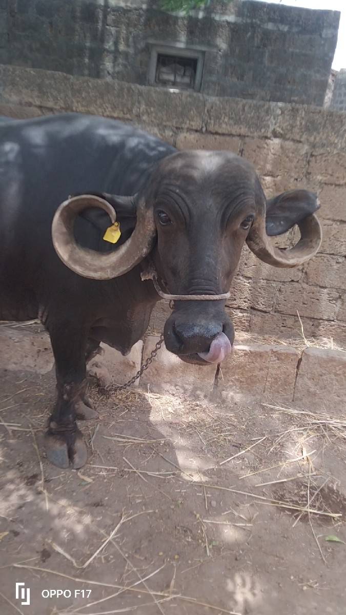 ભેંસ વેચવાની સે