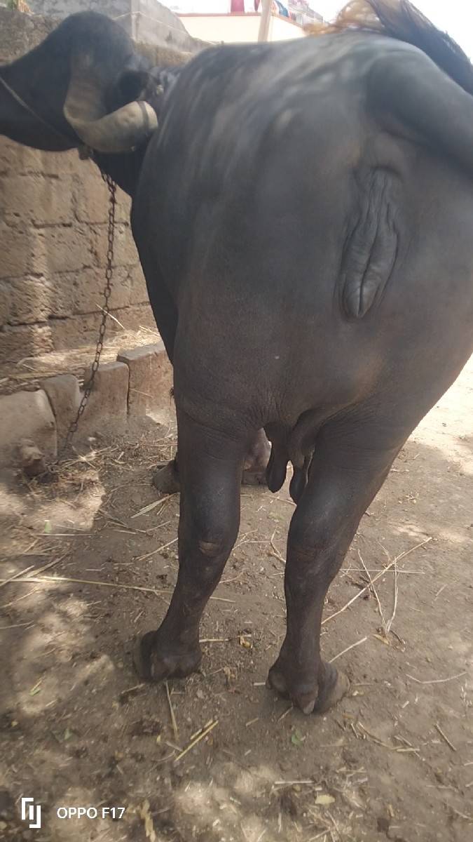 ભેંસ વેચવાની સે