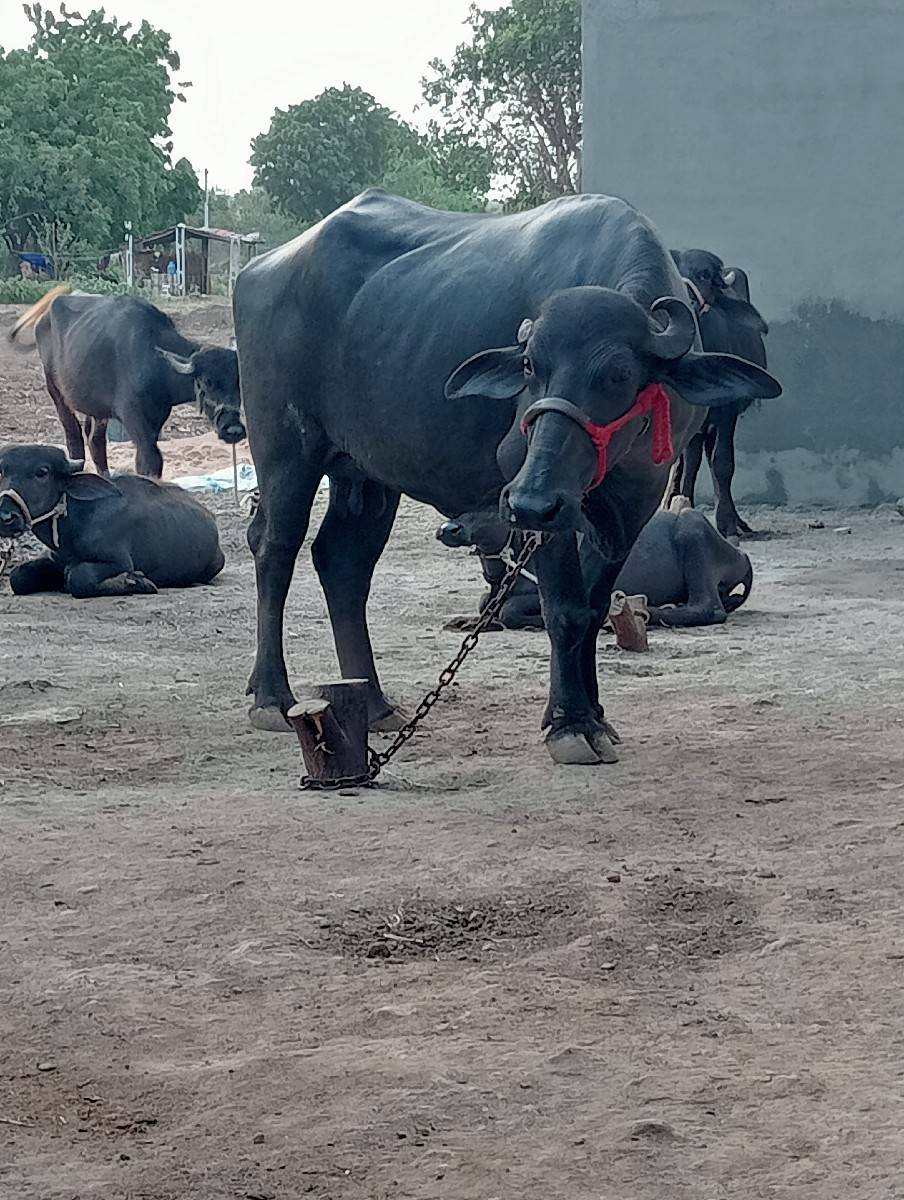 ખડેલી
