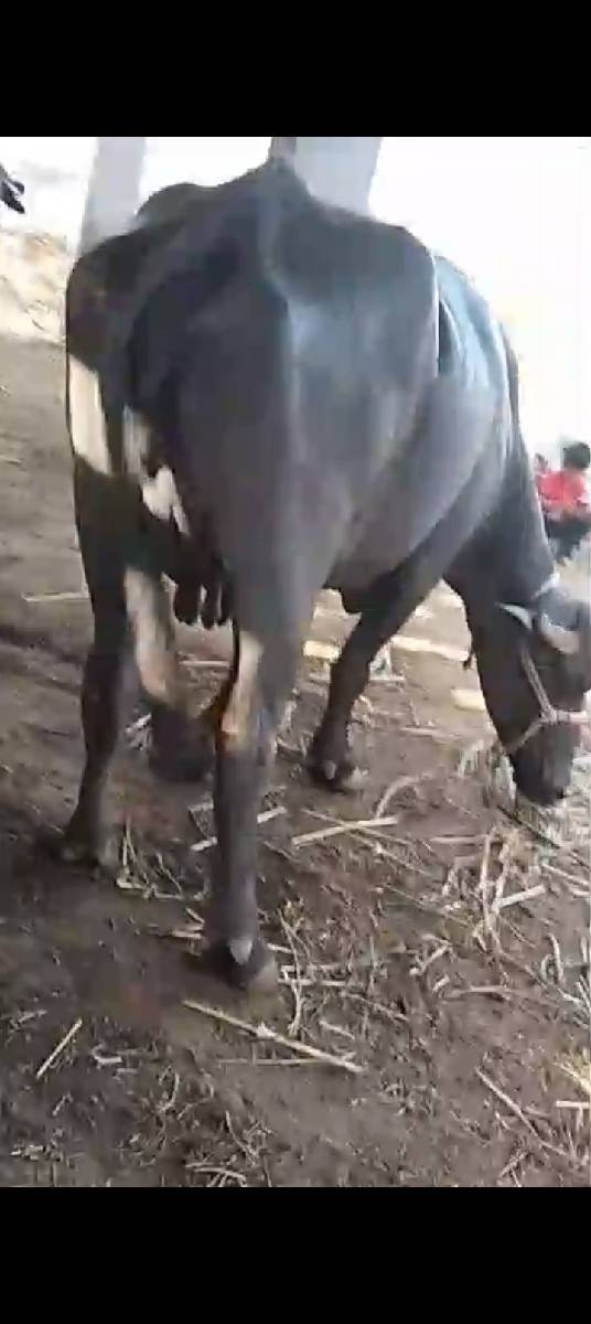 ખડેલી