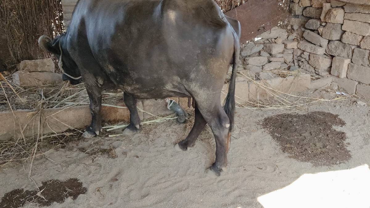 ભેંસ વેચવાની છે