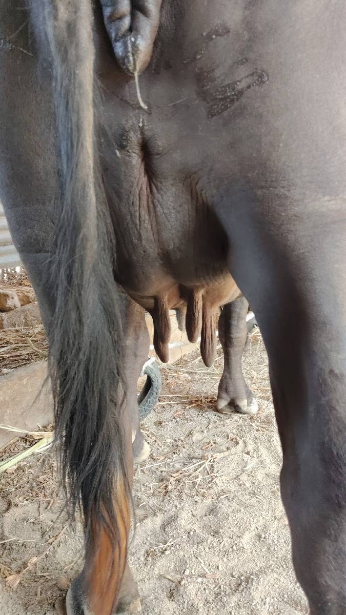 ભેંસ વેચવાની છે