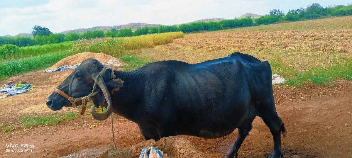 વૅચવાની