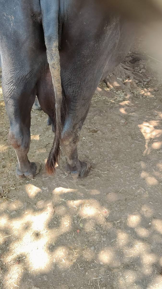 વૅચવાની