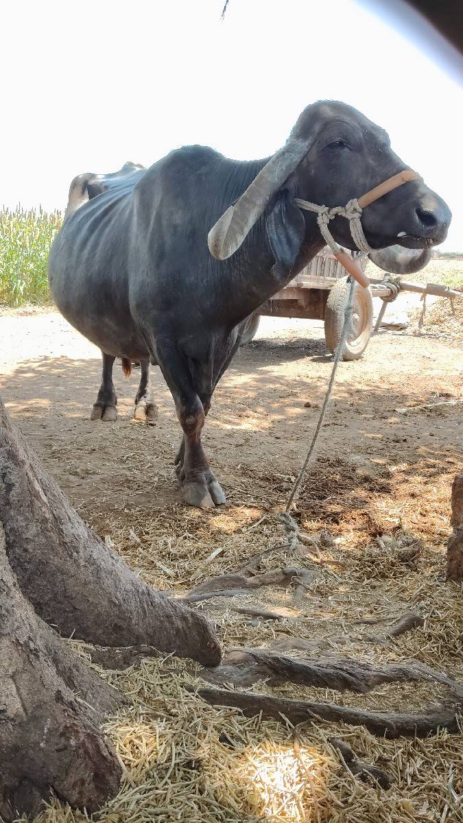 વૅચવાની