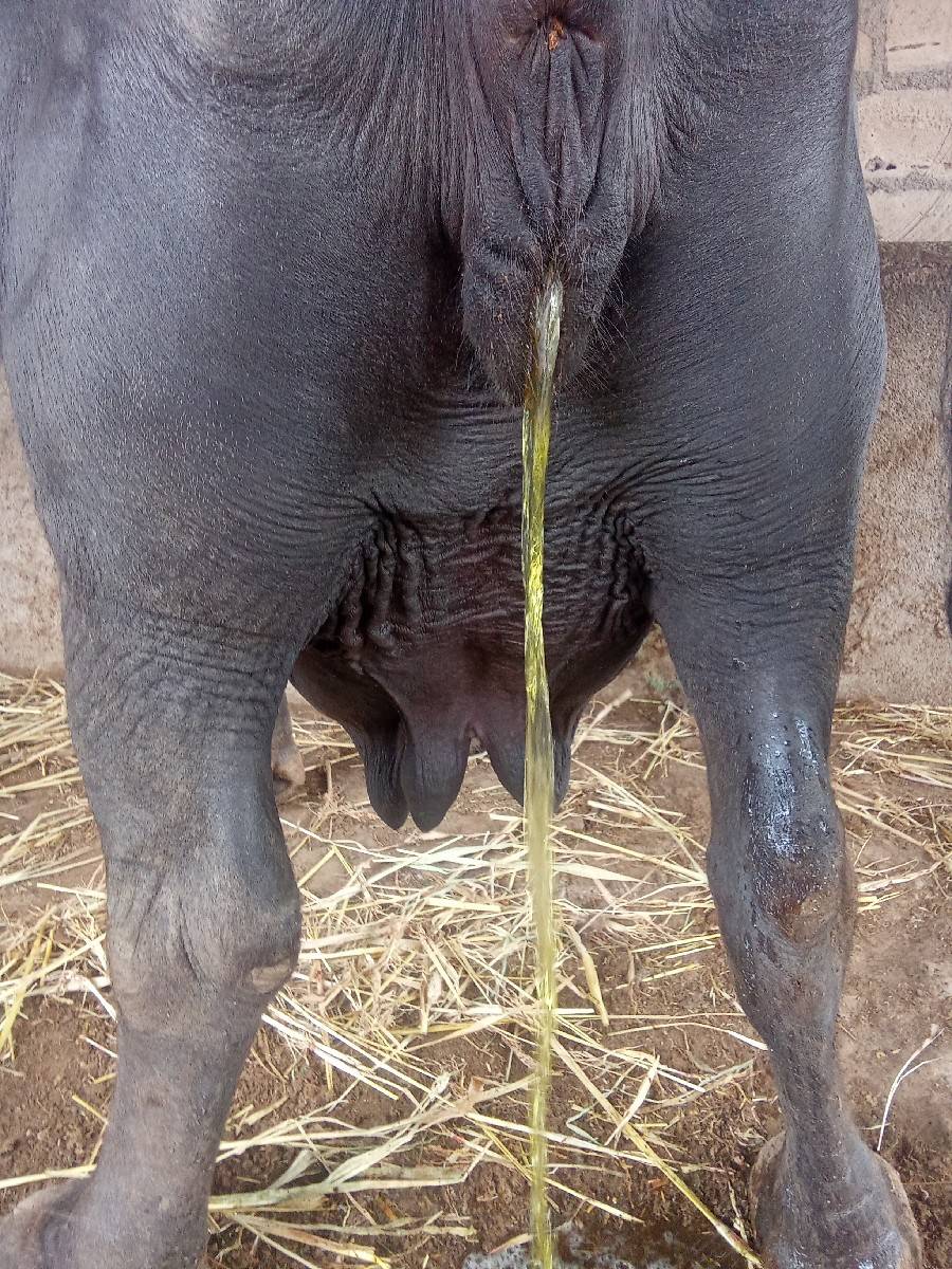 ભેંસ વેચવાની છે