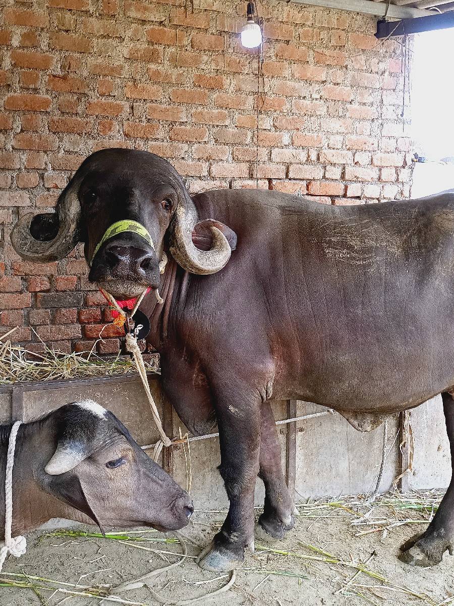 ૨ દાત ખડેલી 7 મહિના ગiભન