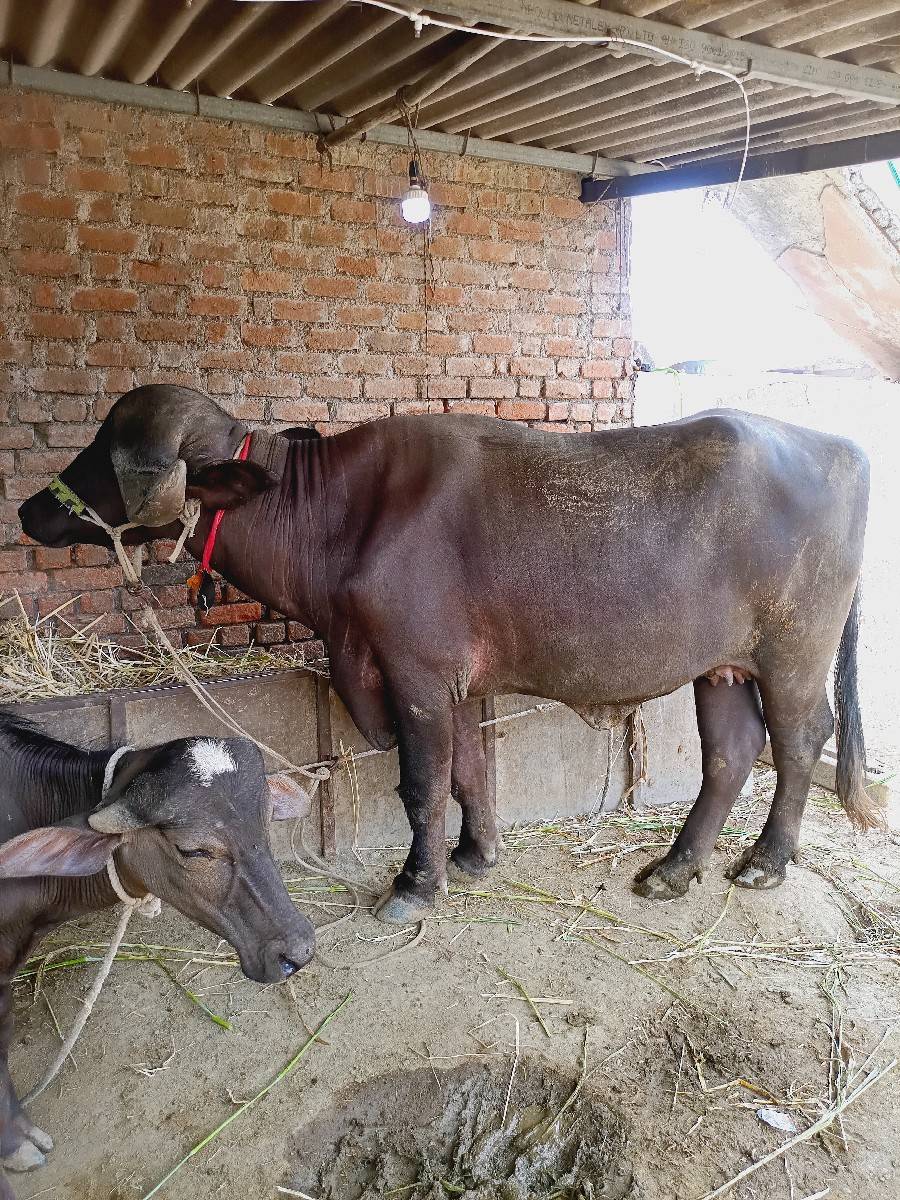 ૨ દાત ખડેલી 7 મહિના ગiભન