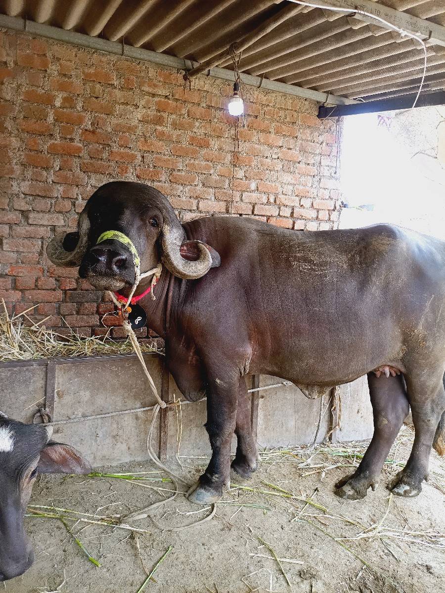 ૨ દાત ખડેલી 7 મહિના ગiભન