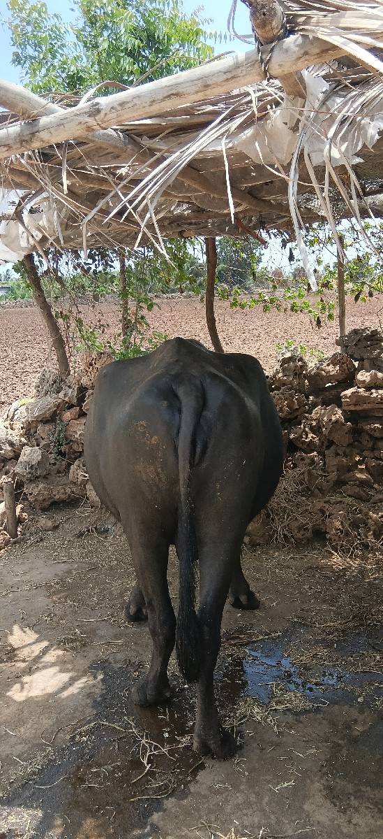 ભેંસ વેચવાની છે