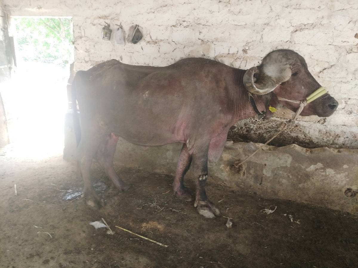 ખડેલી