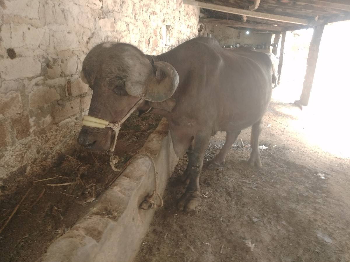 ખડેલી