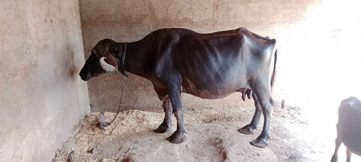 ભેંસ વેચવાની છે
