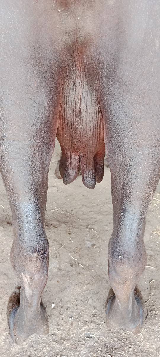 ભેંસ વેચવાની છે
