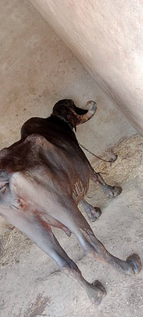 ભેંસ વેચવાની છે